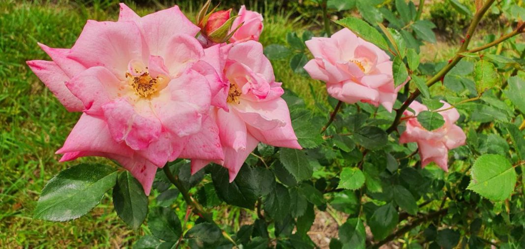 57 сортов роз цветут в сочинском парке «Южные культуры»