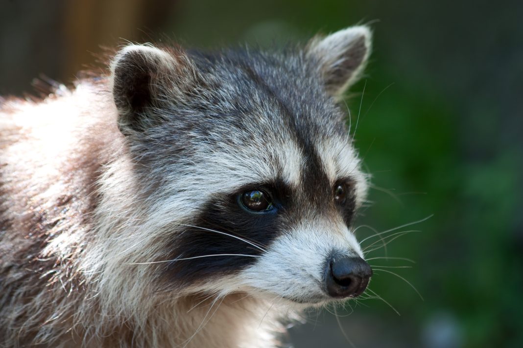 Туристов предупредили об опасности встречи с енотами в Сочи