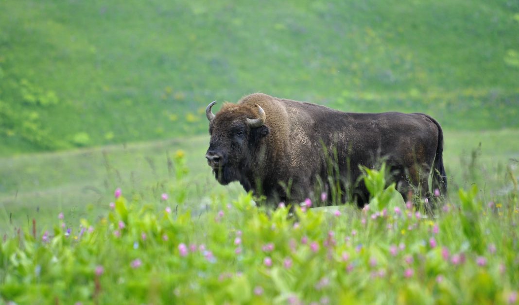 Кавказский заповедник устроит День открытых дверей в честь своего 101-летия