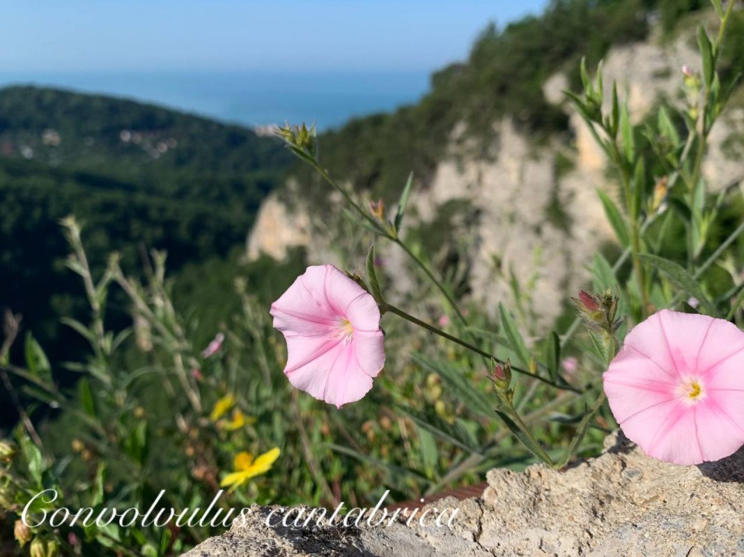 Парад цветов в Сочинском национальном парке