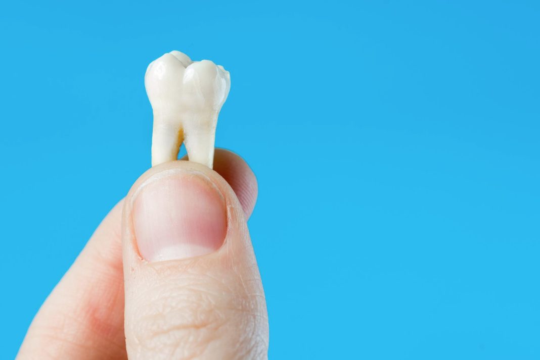 Найденный в Сочи зуб древнего человека может стать сенсацией