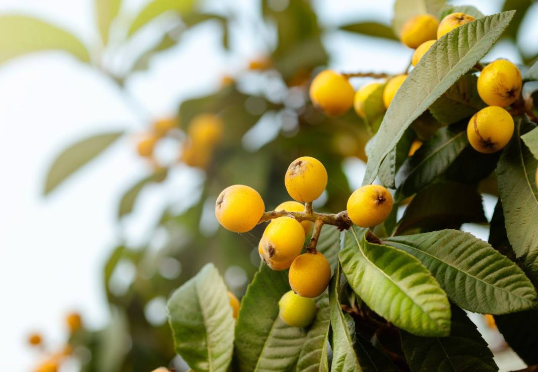 На вечнозеленых деревьях Сириуса созревает мушмула