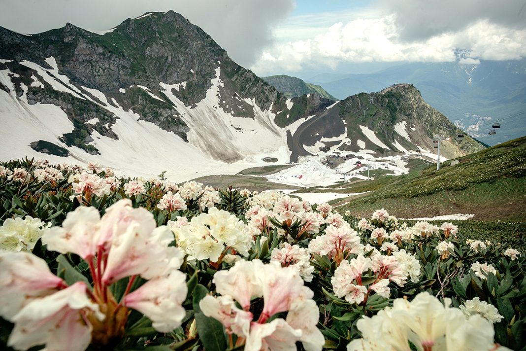 Осторожно, красота — ядовитые рододендроны расцвели в Сочи