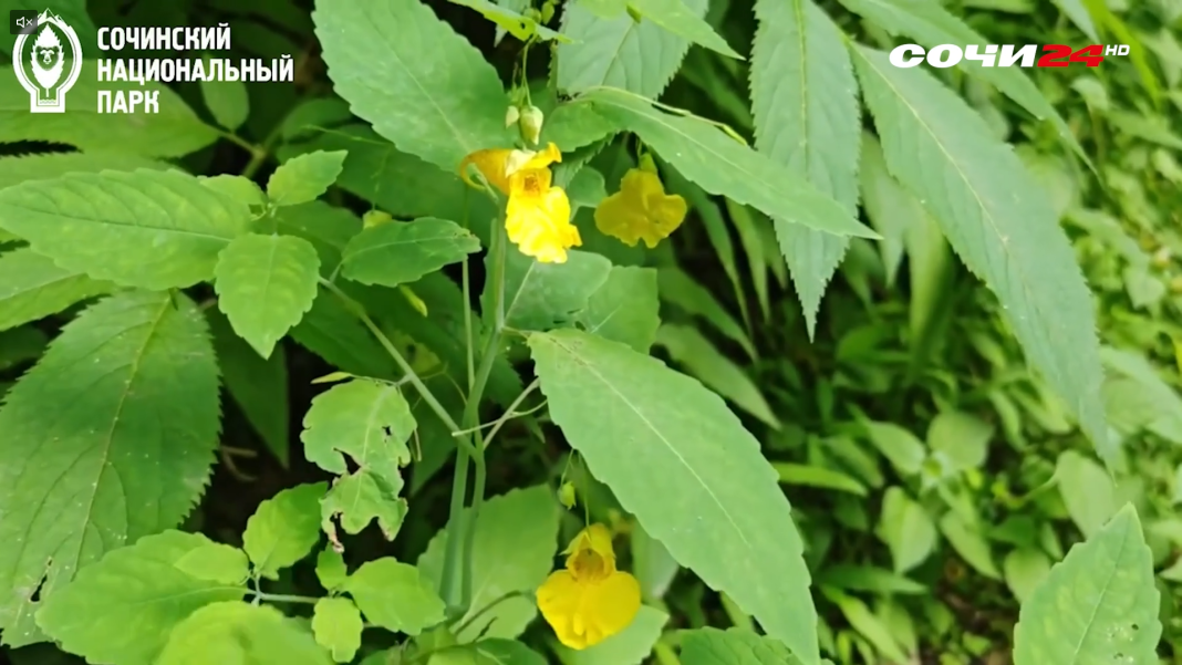 Недотрога в Сочинском нацпарке: удивительное растение, которое «стреляет» семенами