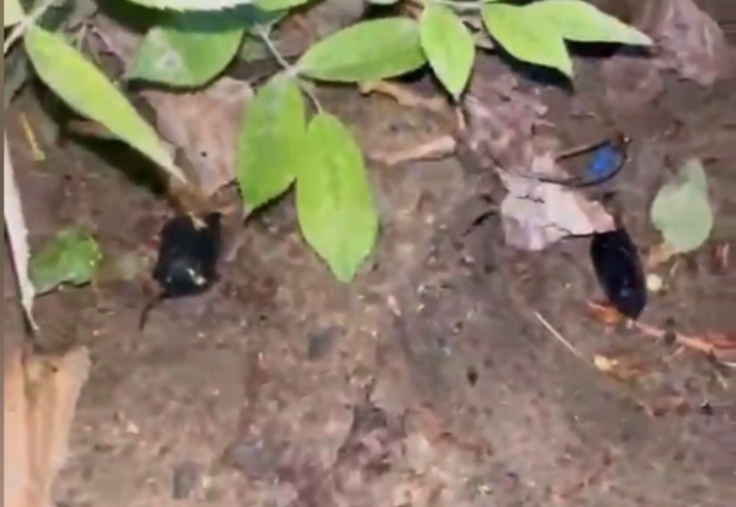 Наркозакладчик с улицы Ударной: в Сочи изъяли девять граммов эфедрона