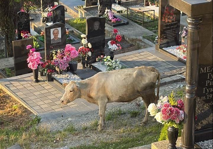 Сочинцы рассказали о рогатых «вандалах», которые атакуют одно из кладбищ курорта