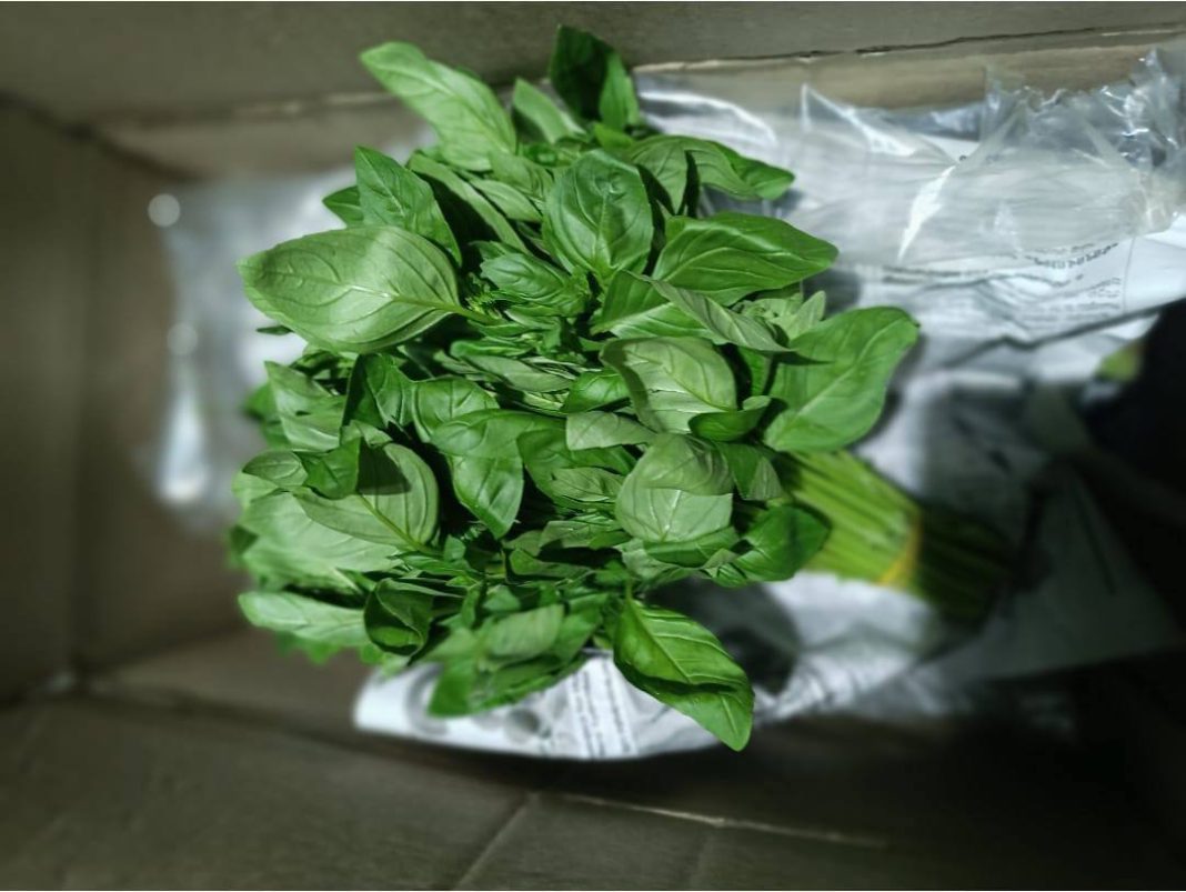 Опасный вредитель в базилике: партия из Армении уничтожена в Сочи