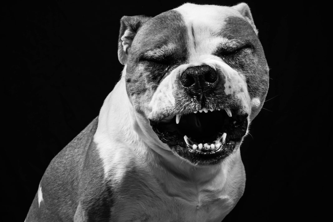 В Сочи пытаются решить проблему с бездомными собаками