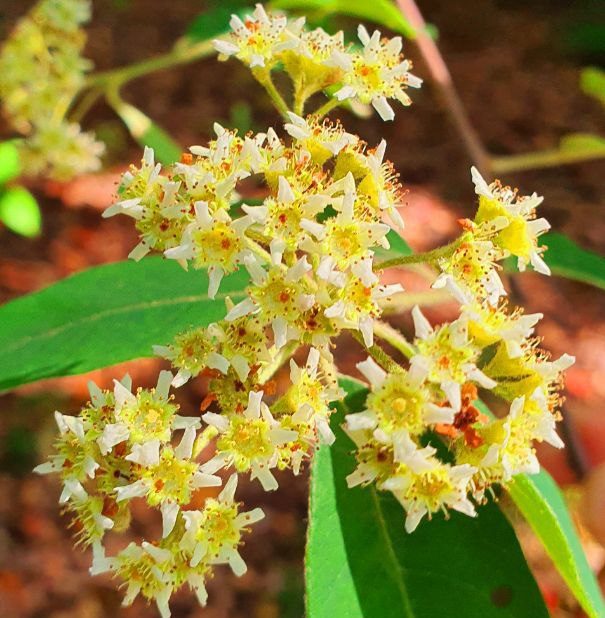 «Дерево-бритва» цветет в Сочи: особый аромат и целебные свойства