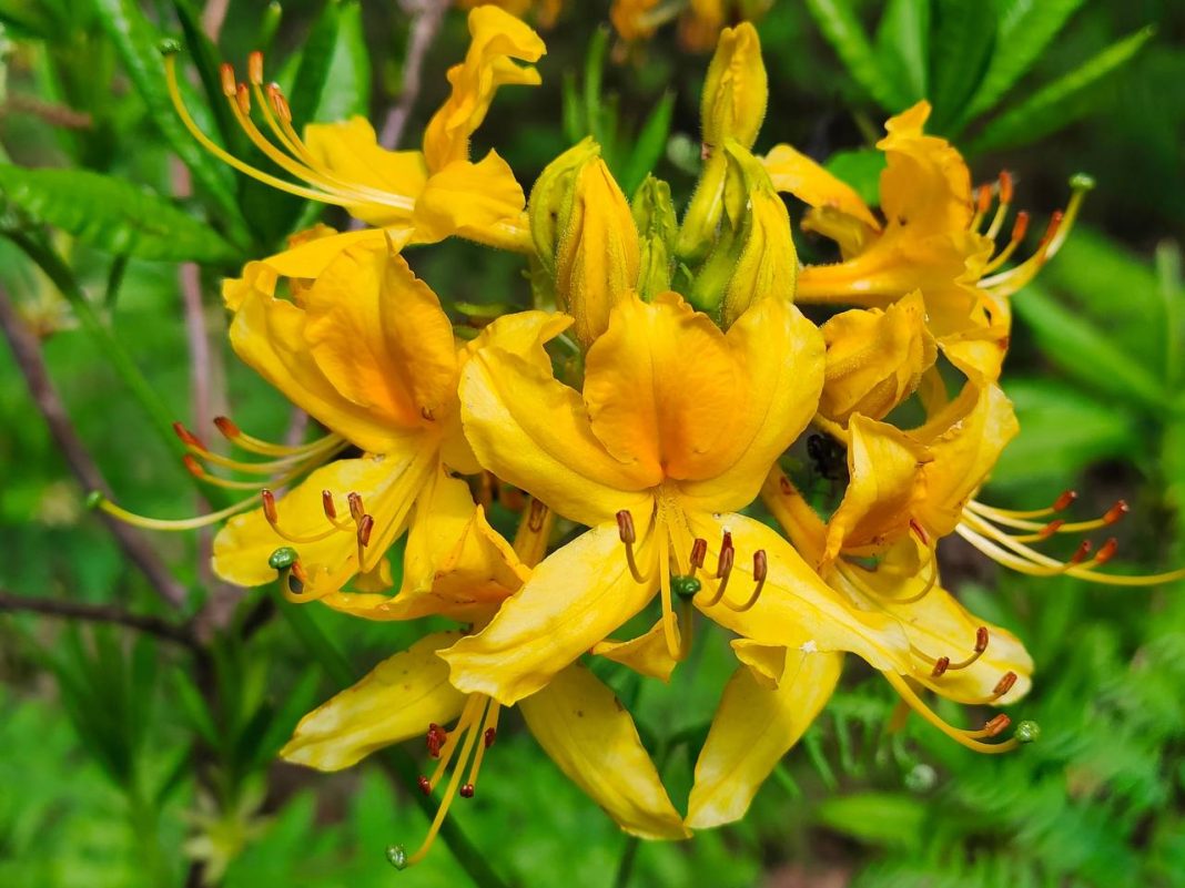 Жёлтый обманщик: в Сочи цветёт ядовитый рододендрон