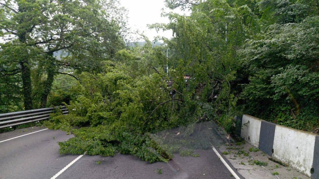 Дерево на дороге: на трассе А-147 под Уч-Дере расчистили путь