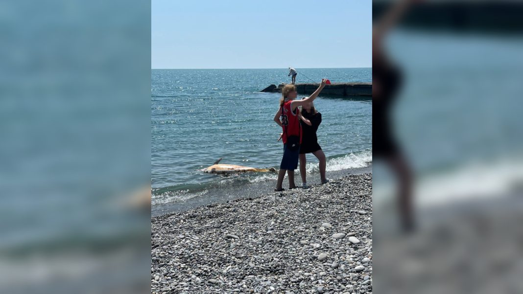 Бездушие в кадре: подростки устроили фотосессию с мертвым дельфином на пляже в Сочи