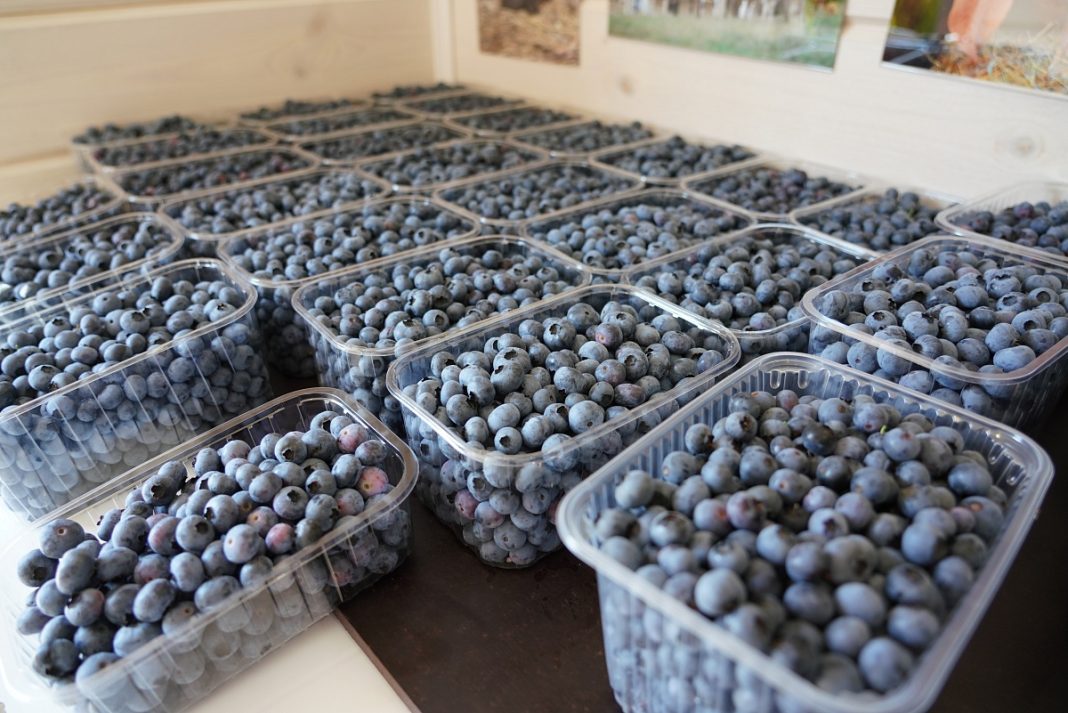 Фермеры собрали первую партию сочинской голубики в Вардане
