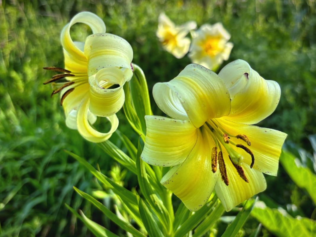 Золотые свечи Кавказа: в Сочи зацвели редкие лилии Кессельринга