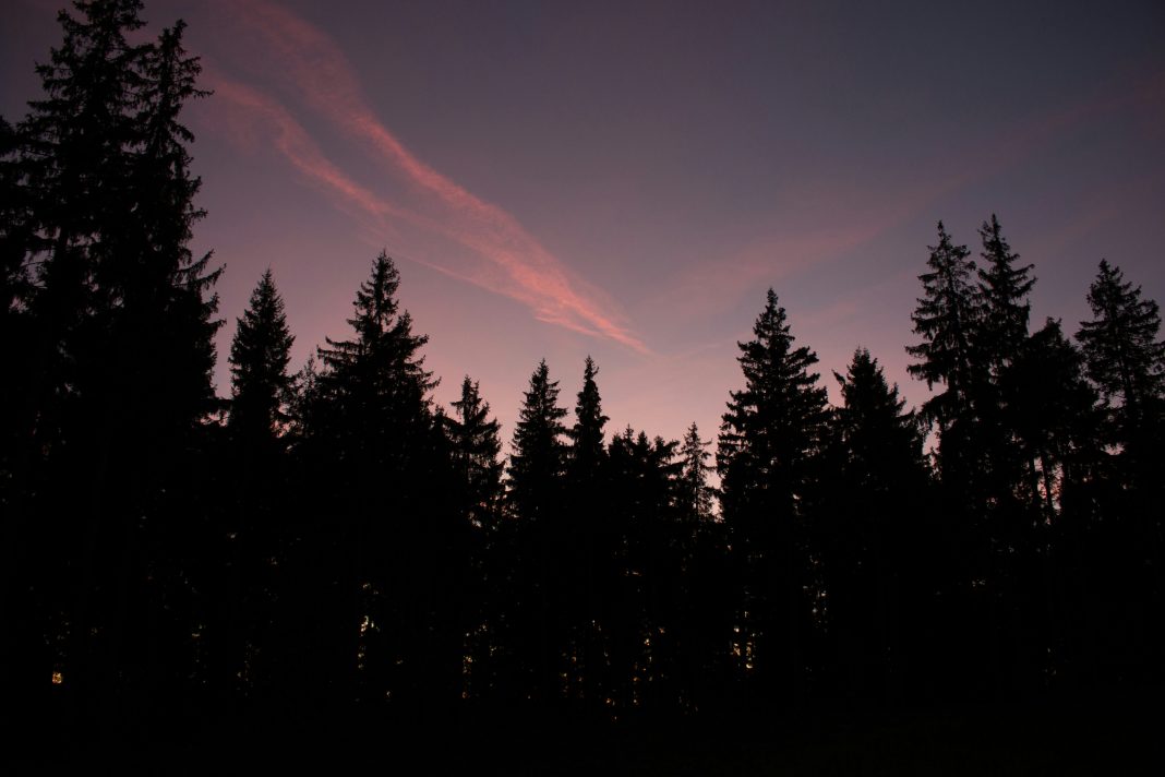 Два исчезновения за одну ночь: в Сочи отправились на поиски туристов, которые ушли в лес и не вернулись