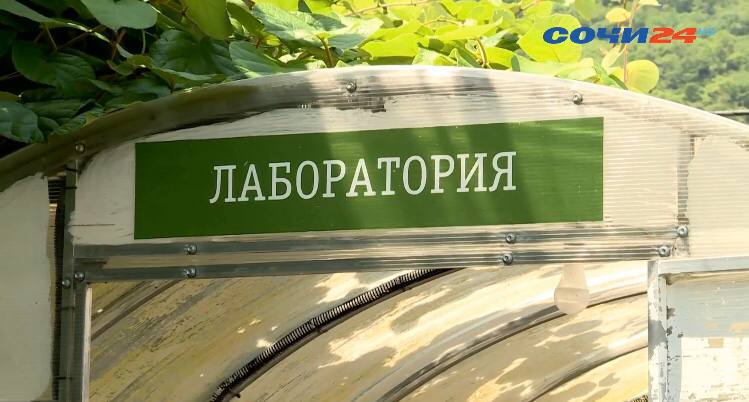 Банановые теплицы в Сочи: на каком этапе находятся строительные работы