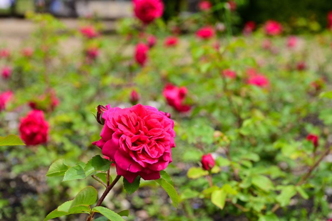 Цветочная сенсация в Сочи: курорт «Роза Хутор» получил розы своего имени