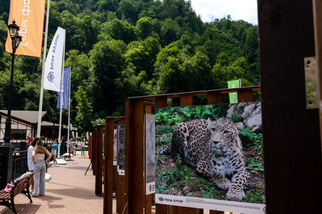 День леопарда на «Роза Хутор»: Сочи сохраняет редких хищников