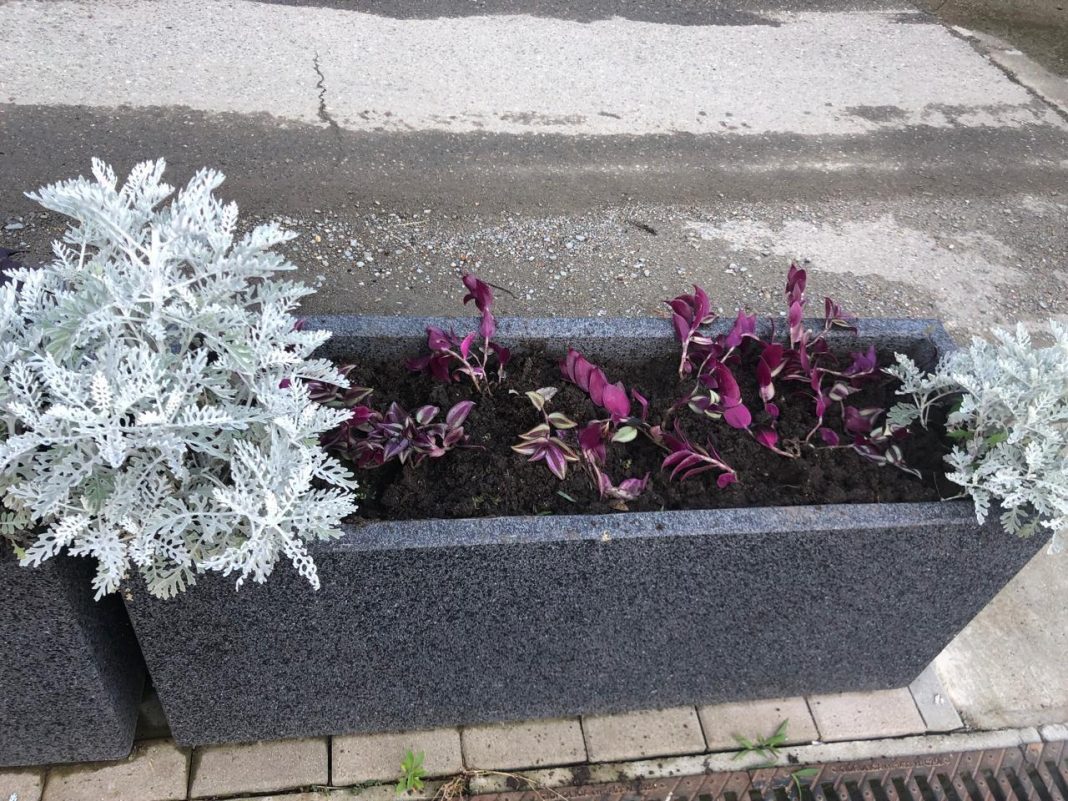 Дагомыс преображается: в Сочи завершились работы по обновлению спортивных зон и озеленению