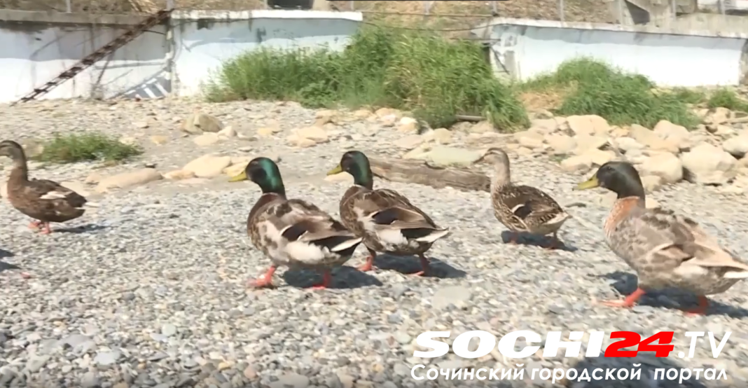 Сочинские утки в порядке: тревога о сносе их жилищ не оправдалась