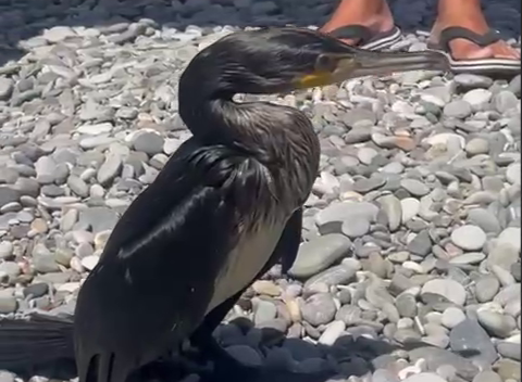 Необычный гость на сочинском пляже: баклан ищет помощь у людей — видео