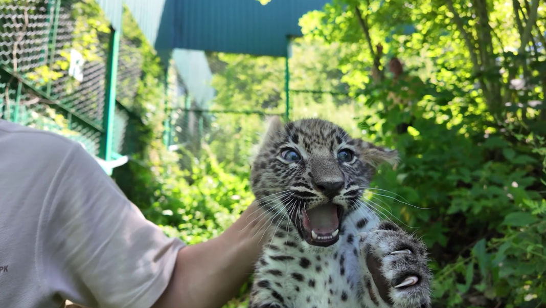 Маленькие пациенты с большими клыками: в Сочи сделали прививки двум котятам леопарда