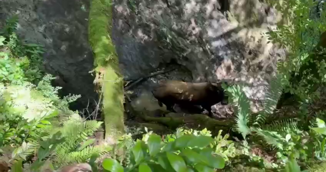 Беспомощный в ущелье: в горах Сочи бык не может выбраться из каменного плена