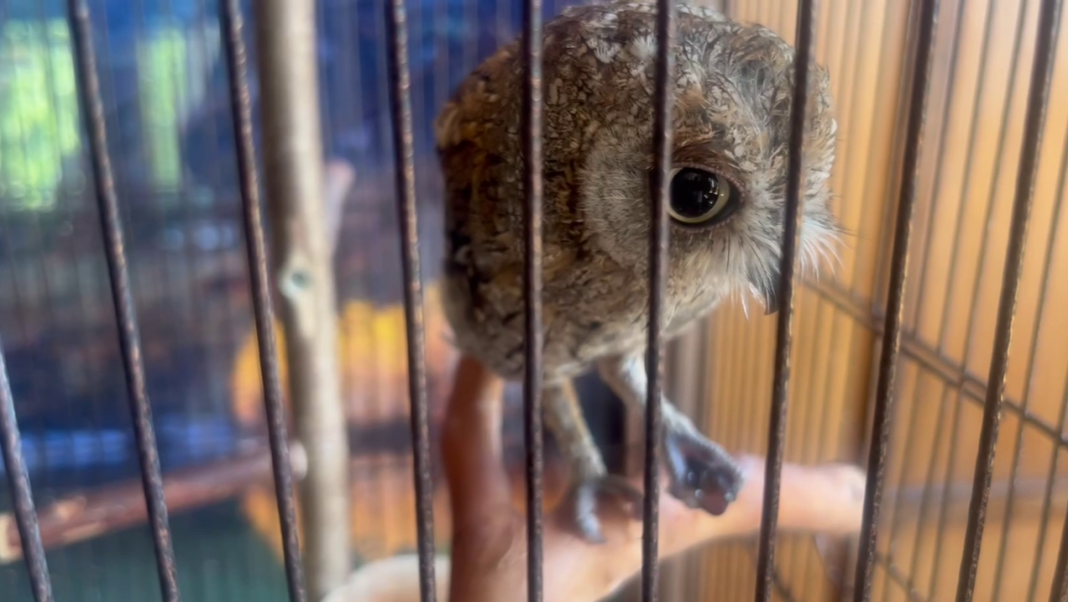 Витаминный полдник: сочинский совенок Географ выбрал ягоды вместо мяса — видео