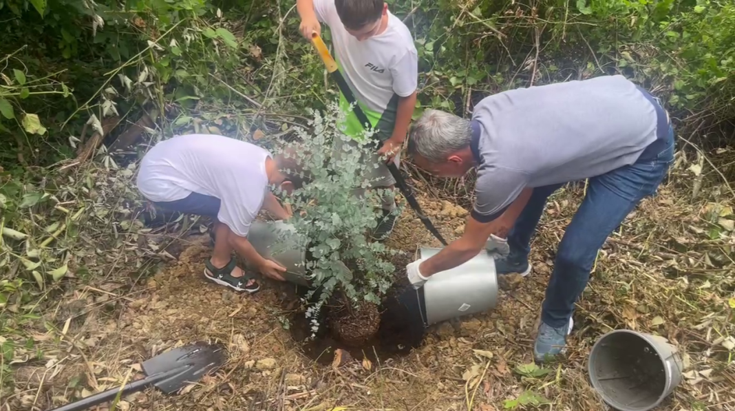 Эвкалипты в память о подвиге: в Сочи отметили 150-летие доктора Соколова