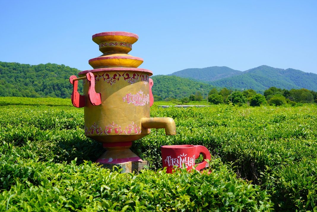 83 тонны чайного листа собрали на плантациях Сочи с начала текущего года