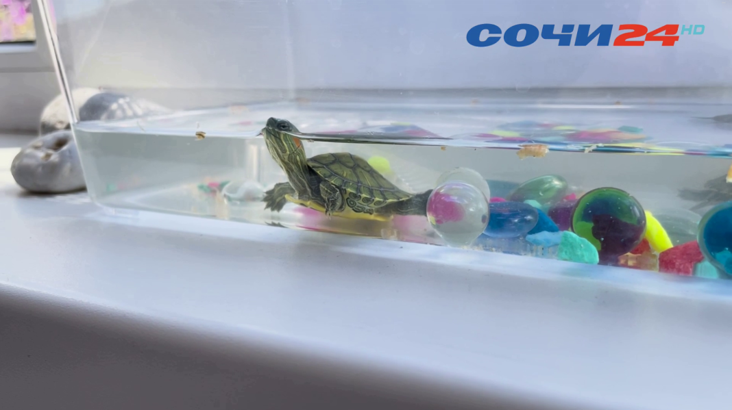 «Черепахи — не сувениры»: в сочинском аэропорту спасают брошенных туристами животных