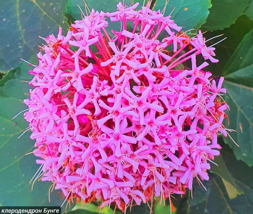 Ботаническая магия в Сочи: в «Южных культурах» распускаются растения с волшебными именами