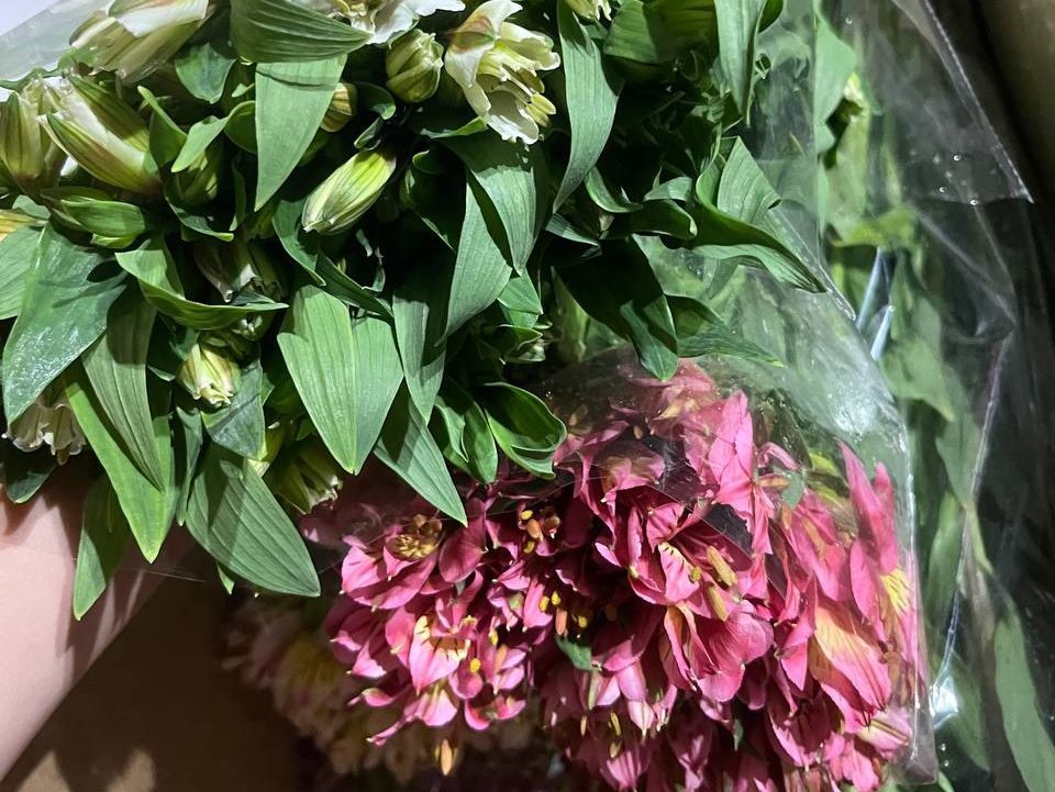 В аэропорту Сочи снова задержаны цветы с карантинным трипсом