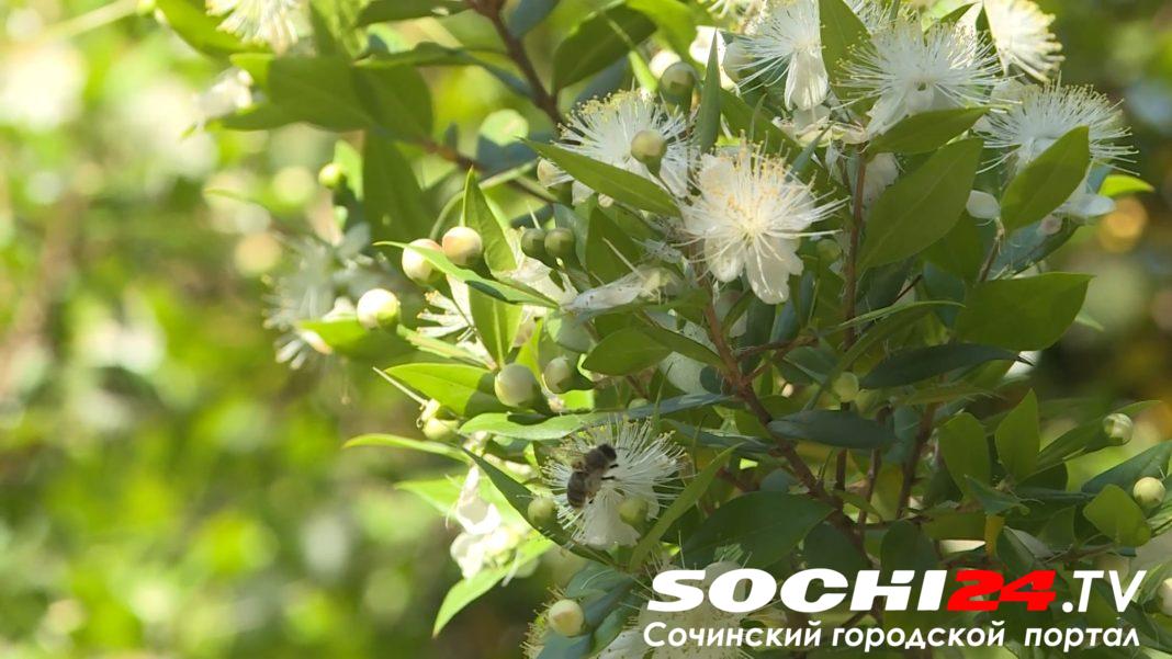 Мирт, олеандр и гардения: Дендрарий Сочи расцвёл яркими красками и ароматами июля