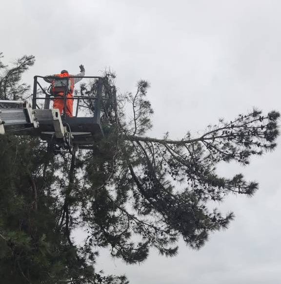 Опасное дерево нависло над дорогой в Сочи: дорожные службы устраняют угрозу