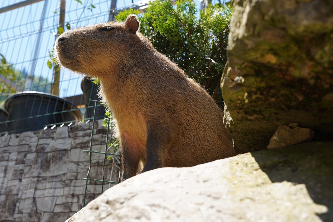 По имени Оливия: в Сочи на «Розе Хутор» поселилась капибара — фото
