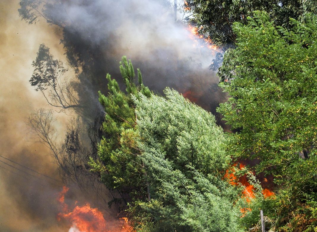 Пятый класс опасности: в Сочи и крае ожидается угроза масштабных пожаров