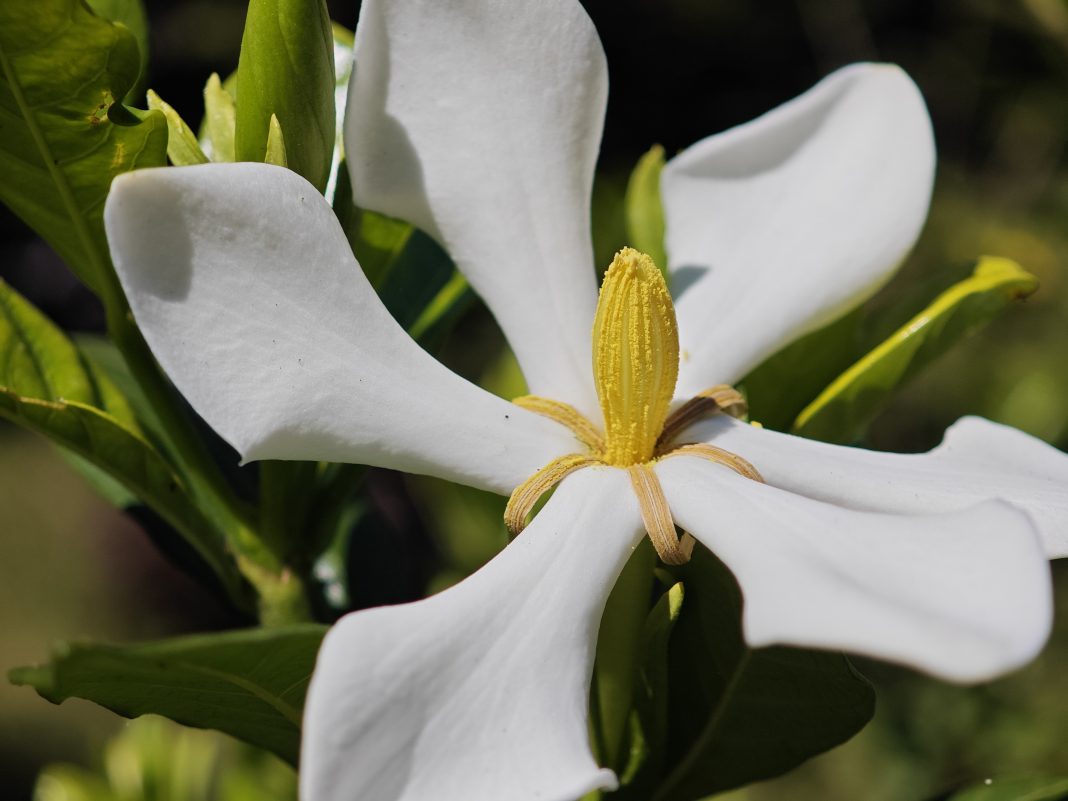Белоснежное чудо: гардения в Сочи вновь радует туристов