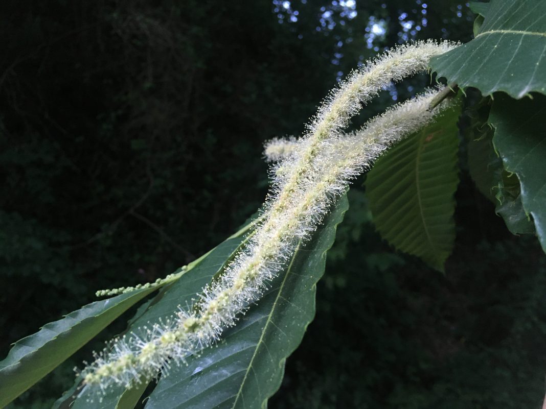 Учёные и волонтёры спасают в Сочи реликтовые каштаны