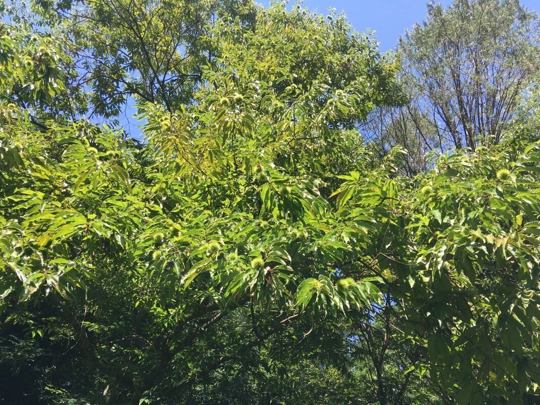 Учёные запустили проект по спасению каштана на юге России Учёные запустили проект по спасению каштана на юге России