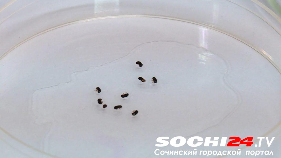 Спасти зеленый Сочи: новый вид короеда угрожает городским насаждениям