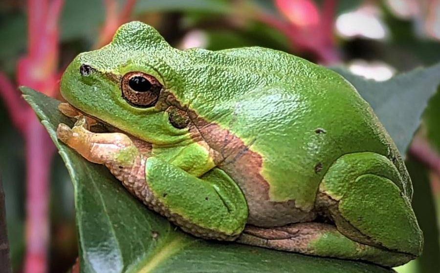 Сочинская квакша-невидимка: прыгает на два метра и предсказывает дождь