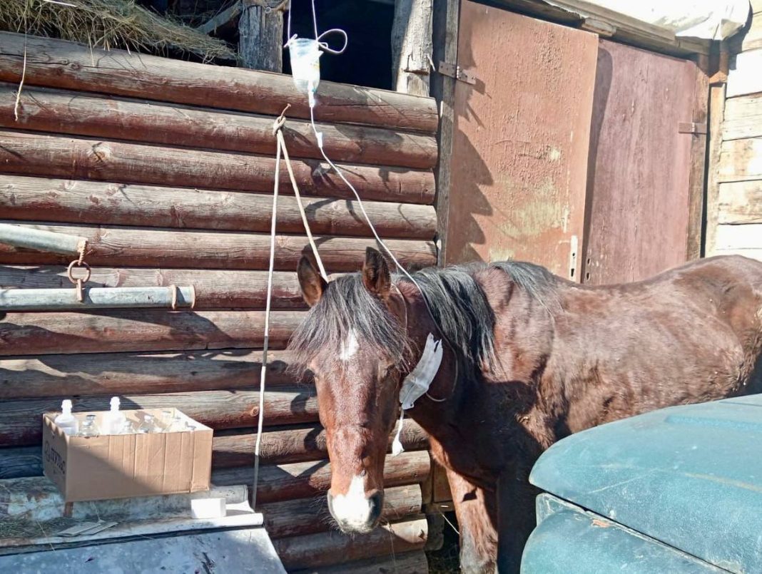 Соцсети помогли: в Сочи хозяин нашёл пропавшую больную лошадь