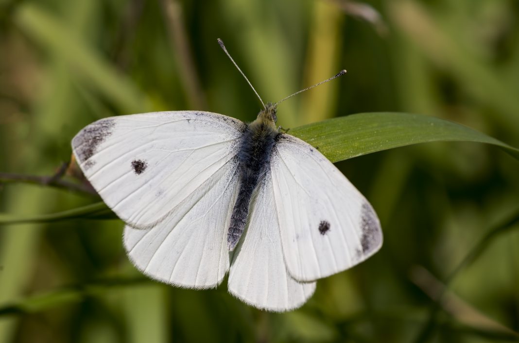 20 млн рублей выделили в Сочи на борьбу с белой американской бабочкой