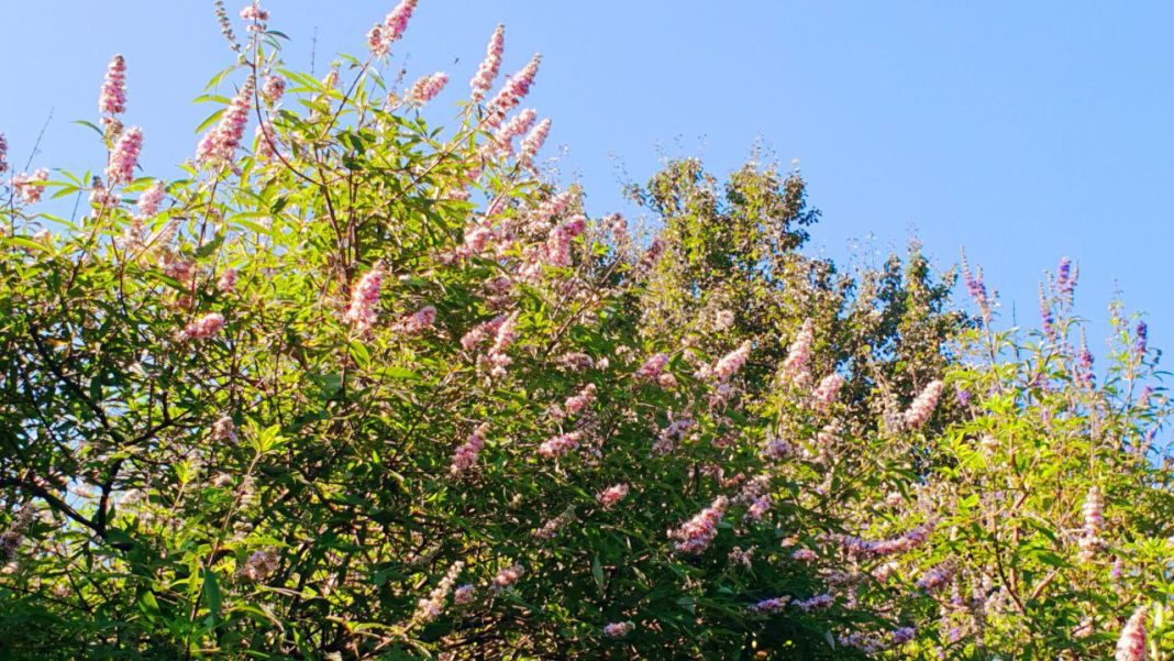 «Перец монаха» зацвёл в парке «Южные культуры» в Сочи