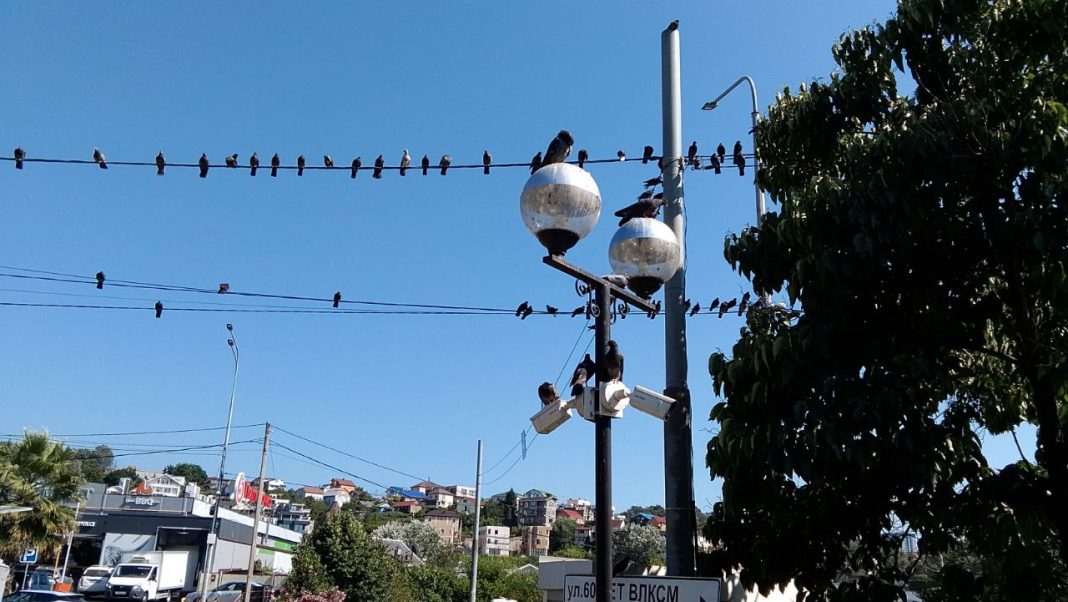 В Сочи до конца года число камер видеонаблюдения увеличат до 4 тысяч