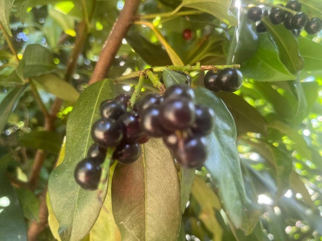 Черный лекарь: в дендропарке Сочи созрело редкое лекарственное растение