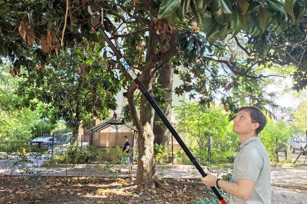 Магнолии и лавровые растения спасают в Сочи от опасного древесника