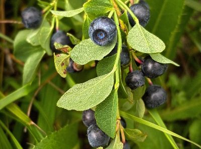 Черничное богатство Кавказа: два вида целебных ягод зреют в горах Сочи