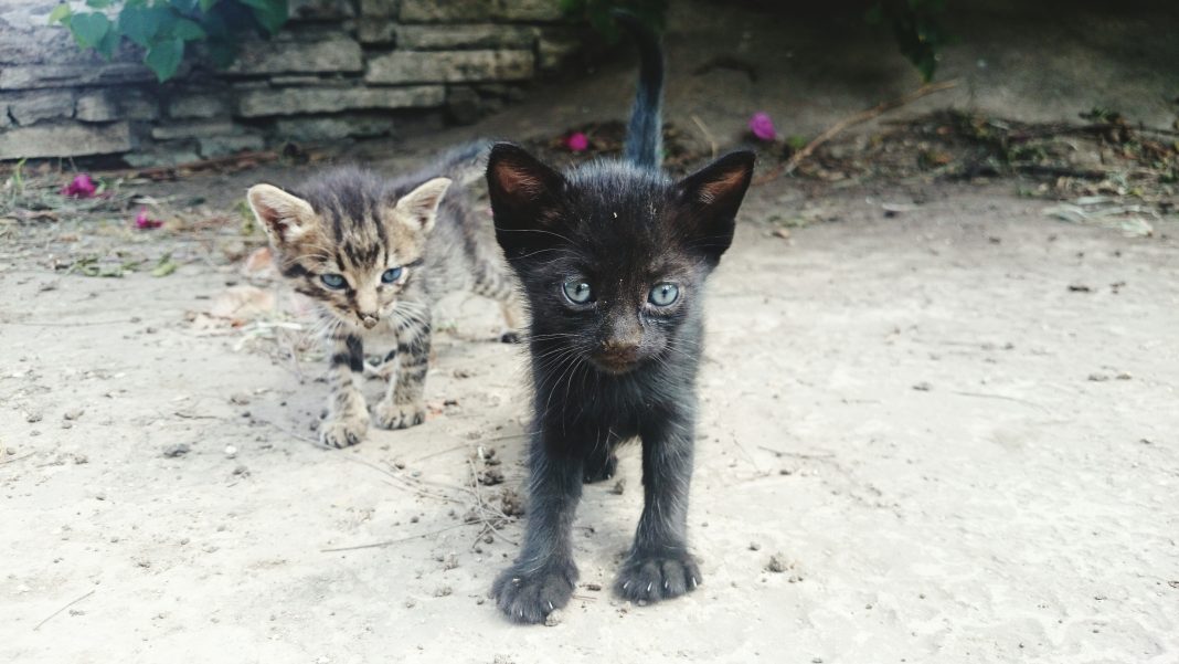 Госдума хочет запретить кормить бездомных животных около жилых домов